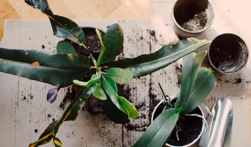 ToolsAccessoriesPlants